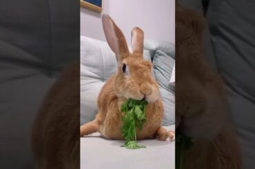 Funny and Cute Baby Bunny Rabbit Videos | Baby Animal Video Compilation | #Shorts #2