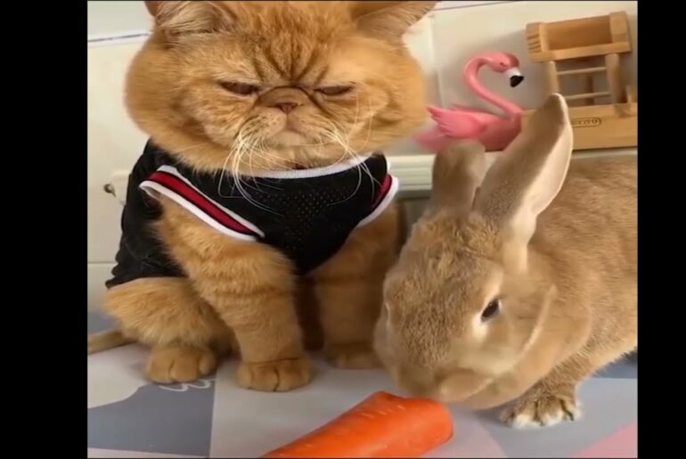 Funny and Cute Baby Rabbit |  Funny Rabbit | Baby Rabbit Compilation | Friendly Pets | Cute Rabbit
