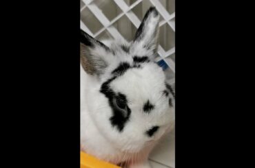 This Bunny is So Cute #shorts