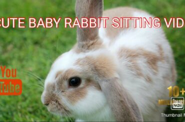 Cute baby Rabbit siting videos