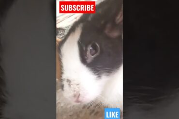 Cute rabbit