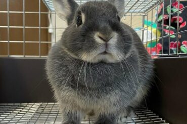 Bunnies & Rabbits Playing - Cute Rabbit Videos - Funny Rabbits - Cute Rabbit Funny Videos