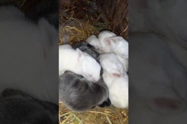 Cute baby rabbits moving for the first time #shorts #trending #cute #rabbit