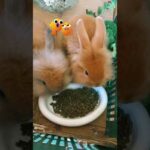 Funny and Cute Baby Bunny Rabbit Videos | Baby Animal Video Compilation | #Shorts #22