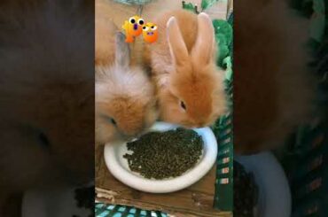 Funny and Cute Baby Bunny Rabbit Videos | Baby Animal Video Compilation | #Shorts #22