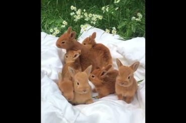 cute baby Rabbit | Harlequin Baby Bunnies 1-15