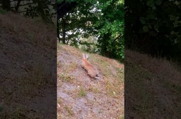 Following cute Bunny by the water