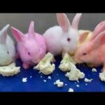 Colorful Bunnies | Funny Rabbit | Colorful Cute Bunnies | Baby Rabbit | Cute Rabbit | Rabbit Cartoon
