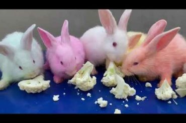 Colorful Bunnies | Funny Rabbit | Colorful Cute Bunnies | Baby Rabbit | Cute Rabbit | Rabbit Cartoon