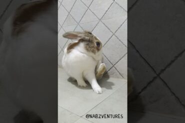 Cute rabbit grooms himself!