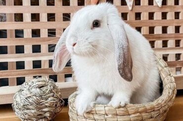 Cute Baby Bunny Videos - Baby Rabbits Playing - Baby Bunny Videos - The Cutest Baby Bunnies