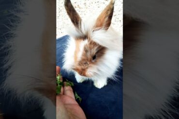 Gorges Cute Bunny Eating from Hand #shorts #rabbit #bunny