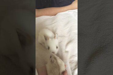 Cute Baby Rabbit meets Hamster #shorts