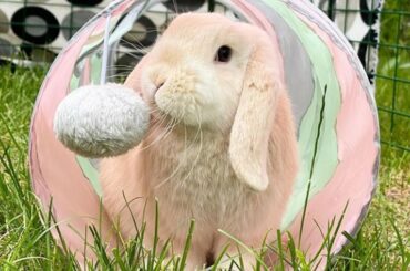 Cute Rabbit Funny Moments - Funny Rabbit Videos - Cute Rabbit Videos - Funniest Rabbit Videos