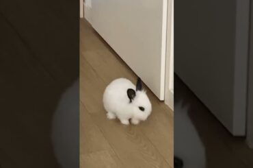 Funny and Cute Baby Bunny Rabbit Videos | Baby Animal Video Compilation | #Shorts #38