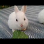 Very Hungry Baby Rabbit Compilation | Rabbit | Funny Rabbit  | Cute Baby  Rabbit | Baby Hungry Bunny