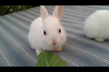 Very Hungry Baby Rabbit Compilation | Rabbit | Funny Rabbit  | Cute Baby  Rabbit | Baby Hungry Bunny