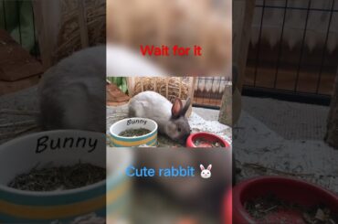 Cute Rabbit | Rabbit eating it's food