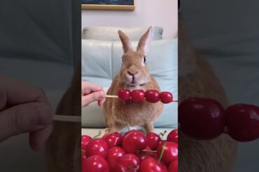Cute Rabbit ! bunny ! eating Cherry #shorts