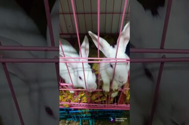 Cute Mommy & Baby Bunny | #shorts | #youtubeshorts |#bunnyvideo | #trendingvideo | #shortvideo