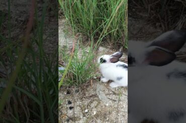 Cute baby rabbit ORAORA Official