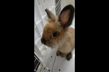 Super Cute Baby Pet Lionhead Bunny Rabbit Lapin #shorts