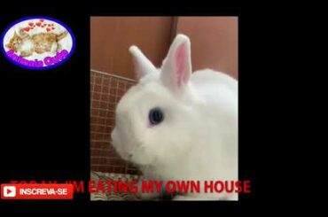 CUTE RABBIT COMPILATION, CUTEST RABBITS #rabbits #cute #funny