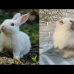 Baby Rabbit - Cute and Funny Baby Bunny Rabbit video