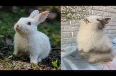 Baby Rabbit - Cute and Funny Baby Bunny Rabbit video