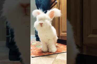 cute bunny #shorts