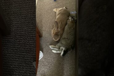 Cute Bunny Wants to Squeeze in #Shorts