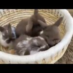Cute Cute Baby Rabbit | Baby Rabbit Compilation | Rabbit Songs |  Baby Rabbit Songs | Funny Rabbit