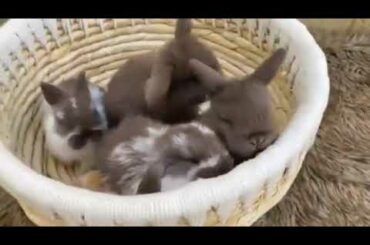 Cute Cute Baby Rabbit | Baby Rabbit Compilation | Rabbit Songs |  Baby Rabbit Songs | Funny Rabbit
