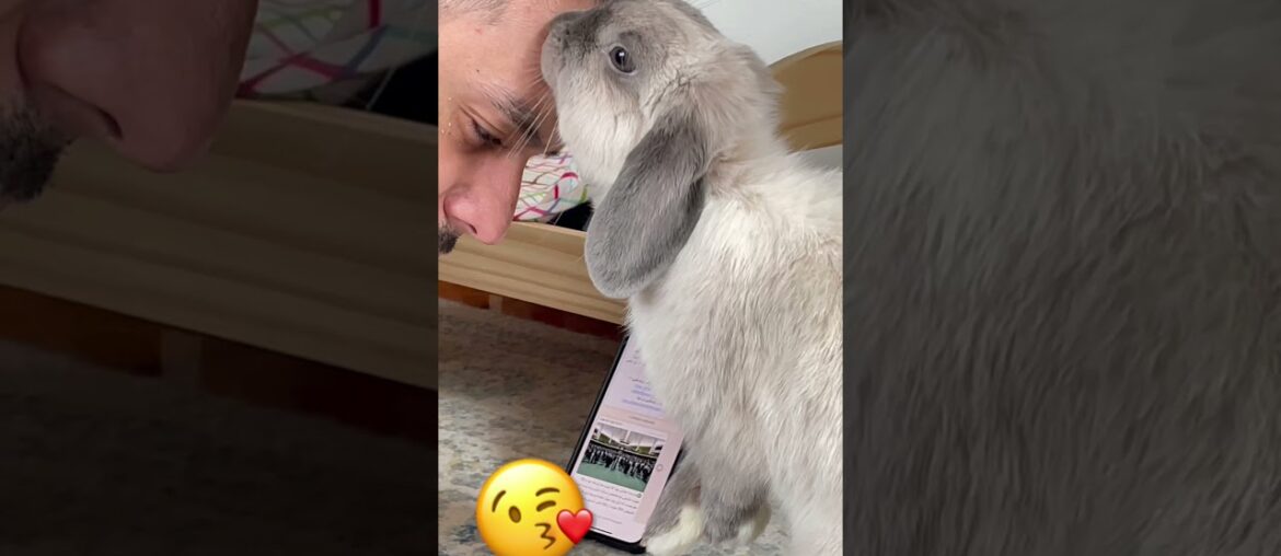 cute rabbit kissing her dad!