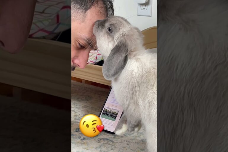 cute rabbit kissing her dad!
