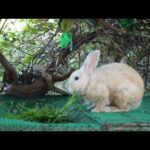Panha Rabbit Eating Morning Glory - Cute Rabbit Eating ASMR - Panha Rabbit