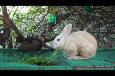 Panha Rabbit Eating Morning Glory - Cute Rabbit Eating ASMR - Panha Rabbit