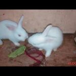 #Cute rabbit eating red spinch #Hunny and Bunny #shorts