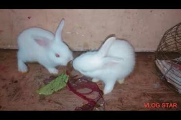 #Cute rabbit eating red spinch #Hunny and Bunny #shorts