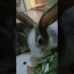 cute Rabbit /Cute Rabbit #Short
