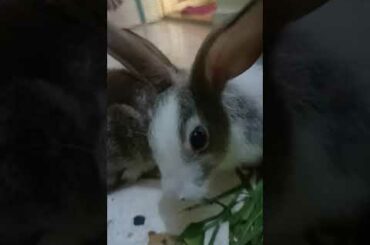 cute Rabbit /Cute Rabbit #Short