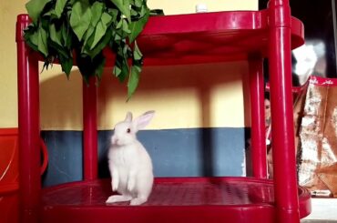 Cute Baby Rabbit Playing,Feeding Activities/Baby Animal Videos