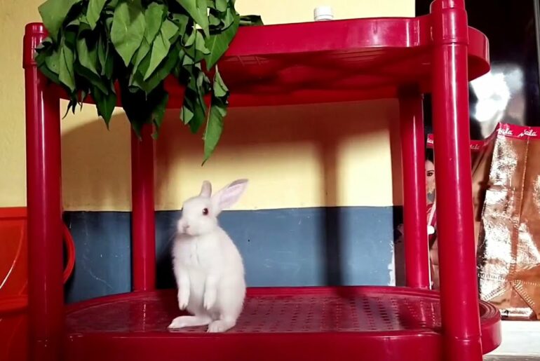 Cute Baby Rabbit Playing,Feeding Activities/Baby Animal Videos