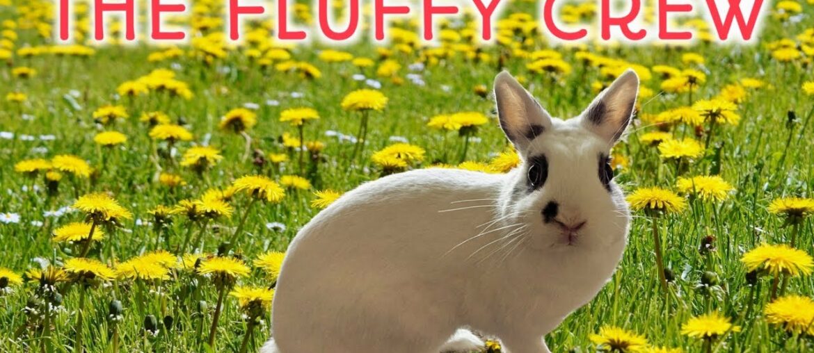 Cute Rabbit Eating Parsley | Daisy Rabbit | The Fluffy Crew