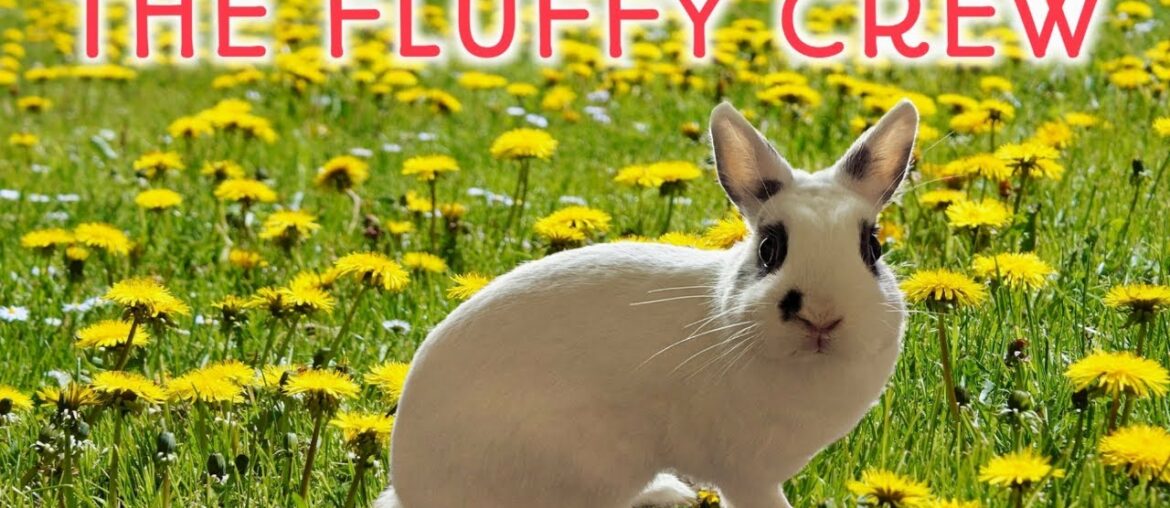 Cute Rabbit Eating Parsley | Daisy Rabbit | The Fluffy Crew Cute Rabbit Eating Parsley | Daisy Rabbit | The Fluffy Crew