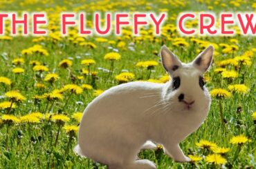 Cute Rabbit Eating Parsley | Daisy Rabbit | The Fluffy Crew