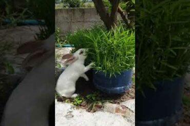 Cute Rabbit Eating Fresh Waterconvolvulus#shorts