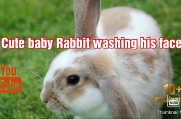 cute baby Rabbit washing his face
