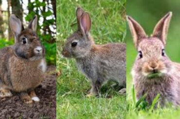 Baby Rabbit Funnyarrots and Cute Rabbit Compilation (2021) #Chill Animal