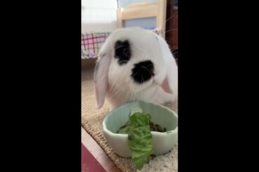 Cute bunny chewing on lettuce is an ASMR delight